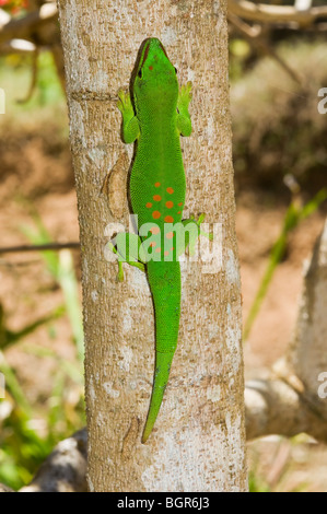 Gecko géant de Madagascar (Phelsuma madagascariensis jour grandis), Madagascar Banque D'Images