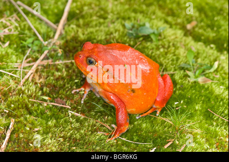 (Dyscophus antongilii Grenouille tomate), Madagascar Banque D'Images