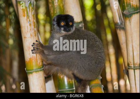 Lémurien brun commun (Eulemur fulvus), Madagascar Banque D'Images