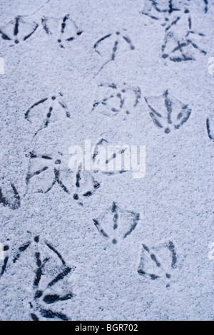 Canard colvert (Anas platyrhynchos) Empreintes dans la neige sur la glace. Banque D'Images