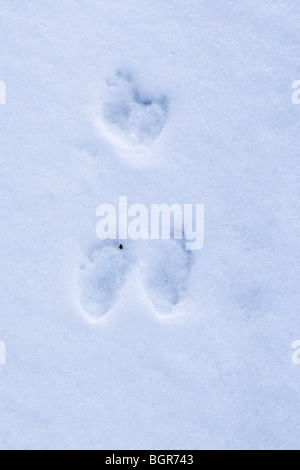 Lapin (Oryctolagus cuniculus). Footprints​ dans la neige. Pieds antérieurs haut, pieds arrière ci-dessous. Positions relatives suggèrent l'animal était stationnaire. Certains aménagements intercalaires Banque D'Images