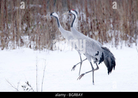 Européen Commun, eurasiennes ou Crane (Grus grus). Paire dans des conditions météorologiques difficiles. L'hiver. Le Norfolk. Banque D'Images