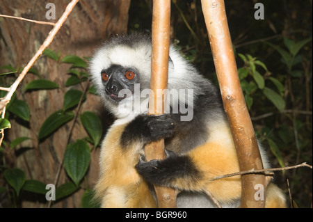 Diademed Sifaka (Propithecus diadema), Madagascar Banque D'Images