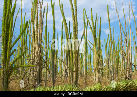 Arbre pieuvre (Didiera madagascariensis), Forêt épineuse, Bryanston, Madagascar Banque D'Images