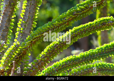 Arbre pieuvre (Didiera madagascariensis), Forêt épineuse, Bryanston, Madagascar Banque D'Images