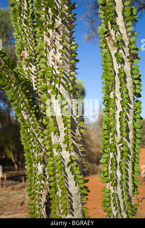 Arbre pieuvre (Didiera madagascariensis), Forêt épineuse, Bryanston, Madagascar Banque D'Images