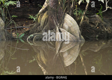 Les racines des arbres énormes au Bornéo rainforest sur la rivière Menanggol, Sabah, Malaisie Orientale Banque D'Images