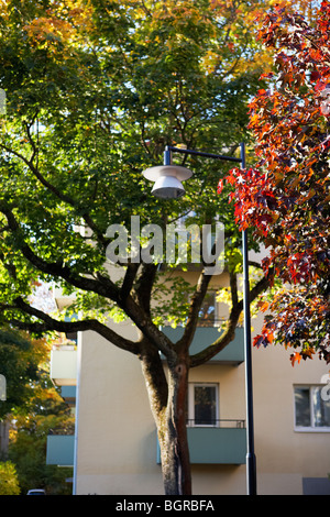 Arbres en automne, la Suède. Banque D'Images