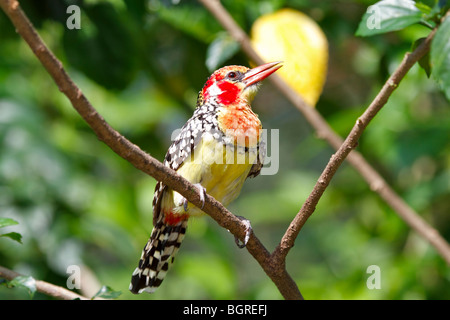 Le rouge et jaune Barbet ; Trachyphonus erythrocephalus, femme Banque D'Images