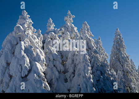 Forêt de pins couverts de neige d'Aladag Mountain Bolu Turquie Banque D'Images