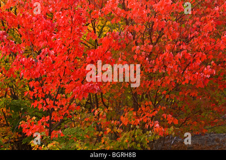 L'érable rouge (Acer rubrum), et Birch Tree, Naughton, Ontario, Canada Banque D'Images