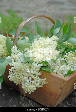 Un joli plein de trug elderflowers en été Banque D'Images