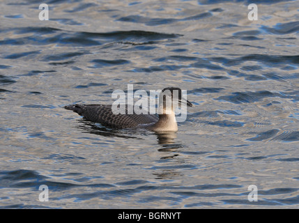 La Great Northern Diver sur le réservoir. Plongeon huard (Gavia immer). Anglais : Plongeon huard allemand : Eistaucher Colimbo espagnol : grande Banque D'Images