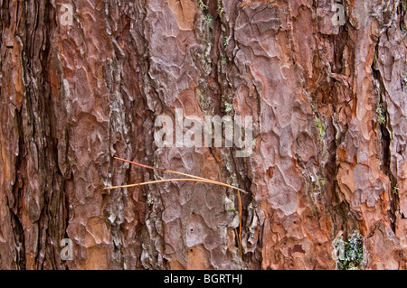 Le pin rouge (Pinus resinosa) l'écorce et les aiguilles de pin intégré, parc provincial du lac Supérieur, en Ontario Banque D'Images