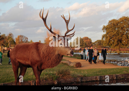 Un grand mâle red deer stag est proche d'un chemin public et étang, Bushy Park, Richmond, Royaume-Uni. Banque D'Images