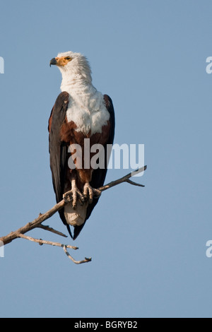 Portrait d'un poisson d'Afrique blanche en Afrique australe. La photo a été prise dans le parc national de Chobe au Botswana. Banque D'Images