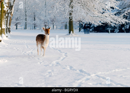 Cute deer en hiver (les Pays-Bas) Elswout Overveen Banque D'Images