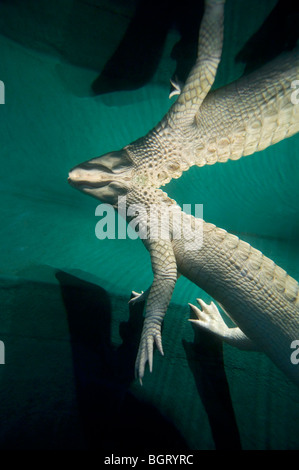 Albino alligator blanc ou à Silver Springs Florida Alligator mississippiensis grand reptile rare sang-froid de captivité Banque D'Images