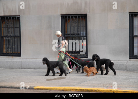 Dog walker marcher cinq chiens Banque D'Images