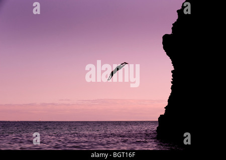 Un plongeur à Maceley Cove, près de East Prawle, Devon, Angleterre, Royaume-Uni. Banque D'Images