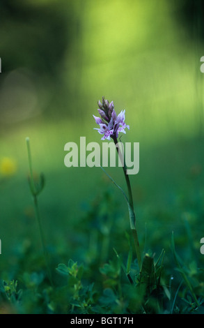 Orchidée Dactylorhiza fuchsii commun repéré en raison de l'anglais country estate Banque D'Images