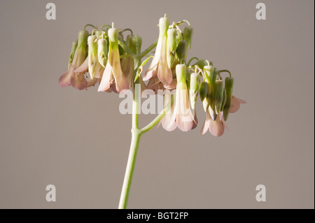 Le kalanchoe daigremontiana rare fleur de Bryophyllum Daigremontianum ou, une plante populaire. Banque D'Images