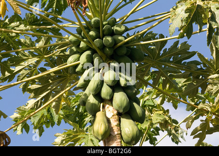 La papaye (Carica papaya) plante présentant des cultures de fruits et de feuilles contre un ciel bleu. Banque D'Images