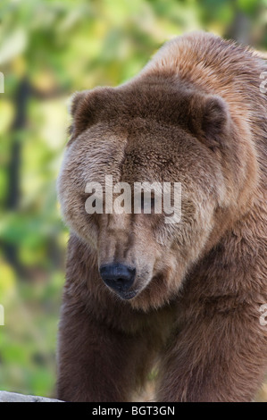 L'ours Kodiak à Silver Springs Florida Banque D'Images