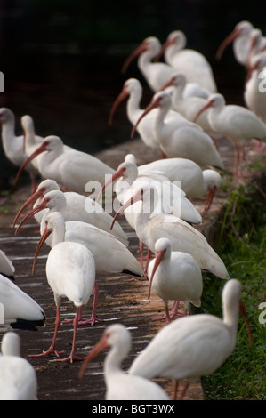 Troupeau de Ibis blanc se rassemblent le long de rives de Silver Springs Florida Eudocimus albus Banque D'Images
