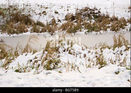 Canal et de roseaux recouverte de glace et de neige sur le Canal de Monmouthshire et Brecon à Newport South Wales UK Banque D'Images