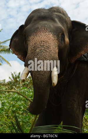 Un Indien éléphant (Elephas maximus indicus) en-cas sur une grande feuille de palmier. Banque D'Images