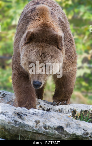 L'ours Kodiak à Silver Springs Florida Banque D'Images