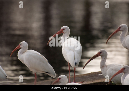 Troupeau de Ibis blanc se rassemblent le long de rives de Silver Springs Florida Eudocimus albus Banque D'Images