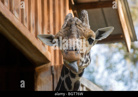 Girafe grange à Silver Springs Florida Banque D'Images