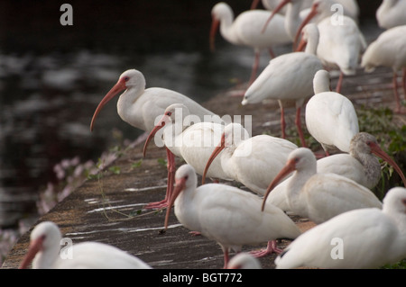 Troupeau de Ibis blanc se rassemblent le long de rives de Silver Springs Florida Eudocimus albus Banque D'Images