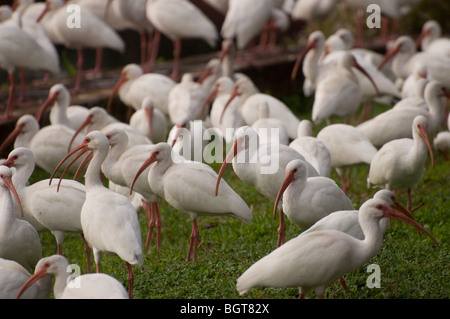 Troupeau de Ibis blanc se rassemblent le long de Silver Springs Florida Eudocimus albus Banque D'Images