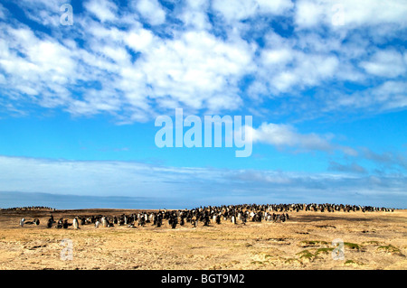 L'ours polaire (Ursus maritimus) et le renard arctique (Alopex lagopus), près de Churchill, Manitoba, Canada. Célèbre comme l'un des meilleurs endroits pour voir les ours polaires. Le renard arctique suivez les ours polaires pour piéger leurs proies. Celui-ci essaie de détourner un ours de sa nourriture. Banque D'Images