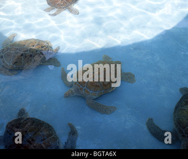 Les tortues vertes, les Bermudes aquarium, zoo et musée, Flatt's Village, Smith's Parish, Bermudes Banque D'Images