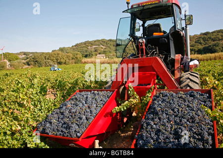 Vendanges dans les vignobles autour de Châteauneuf du Pape, Vaucluse, Provence, France. Banque D'Images