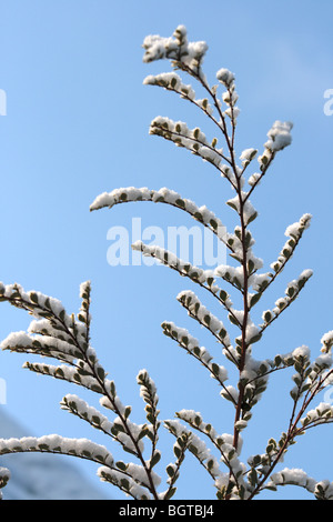 Neige sur Azara Banque D'Images