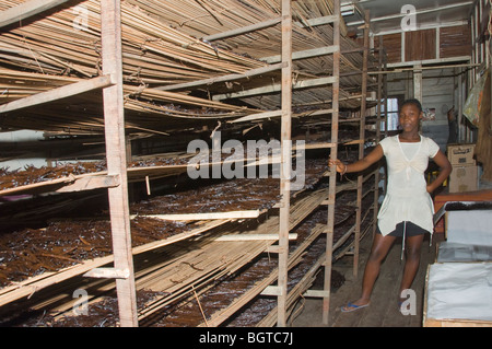 Les armoires avec les gousses de vanille, Maroantsetra, Madagascar Banque D'Images