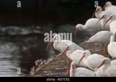 Troupeau de Ibis blanc se rassemblent le long de rives de Silver Springs Florida Eudocimus albus Banque D'Images