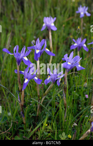 Écrou de Barbarie Iris (Gynandriris sisyrinchum) Banque D'Images