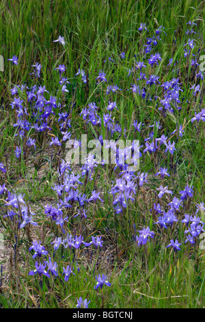 Écrou de Barbarie Iris (Gynandriris sisyrinchum) Banque D'Images