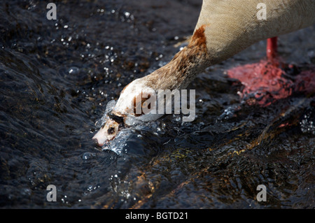 Egyptian goose (Alopochen aegyptiacus) nourrir en rivière, Kruger National Park, Mpumalanga , Afrique du Sud Banque D'Images