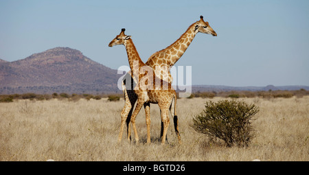 Girafe (Giraffa camelopardalis), paire de Madikwe Game Reserve, Afrique du Sud Banque D'Images