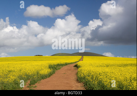 Champ de canola, Durbanville, Western Cape , Afrique du Sud Banque D'Images