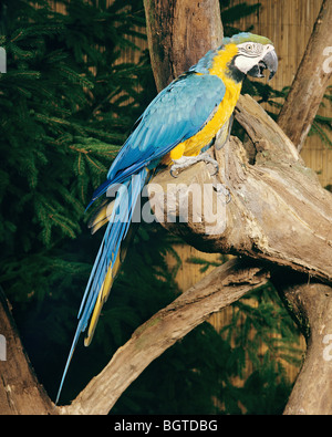 Paruline macaw sur tronc d'arbre Banque D'Images