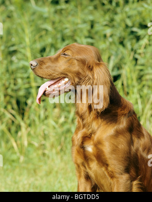 Chien Setter Irlandais - sitting on meadow Banque D'Images