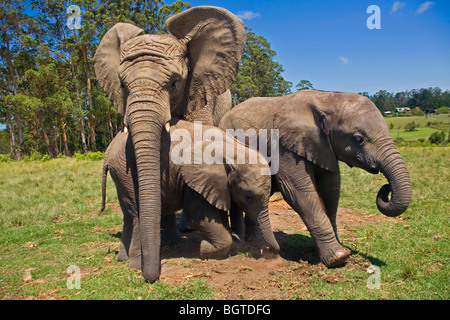 Les éléphants jouant à Knysna Elephant Park, Western Cape , Afrique du Sud Banque D'Images